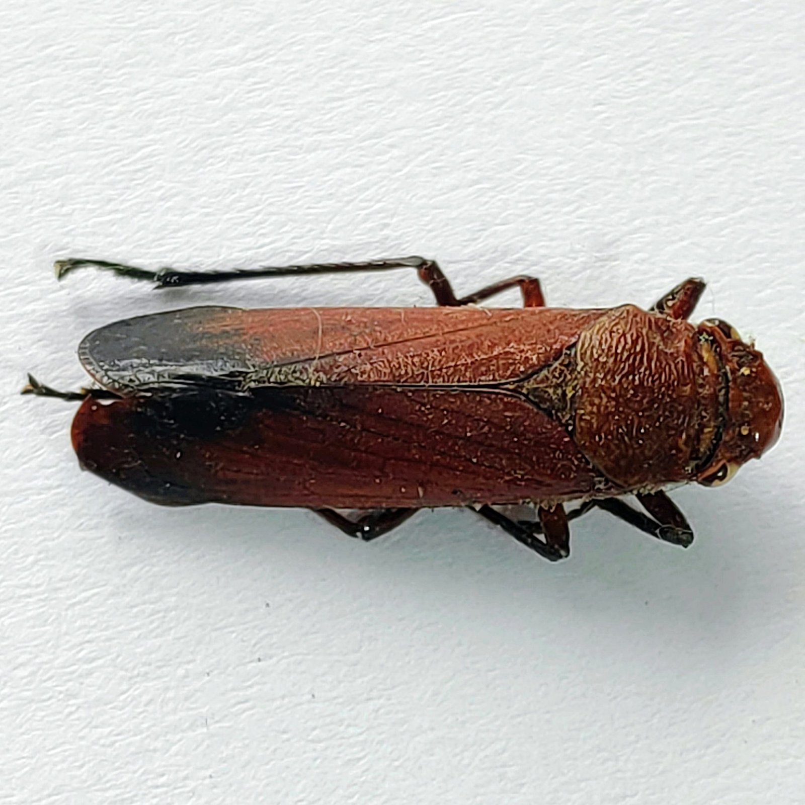 7 Cicadellidae - Image 2