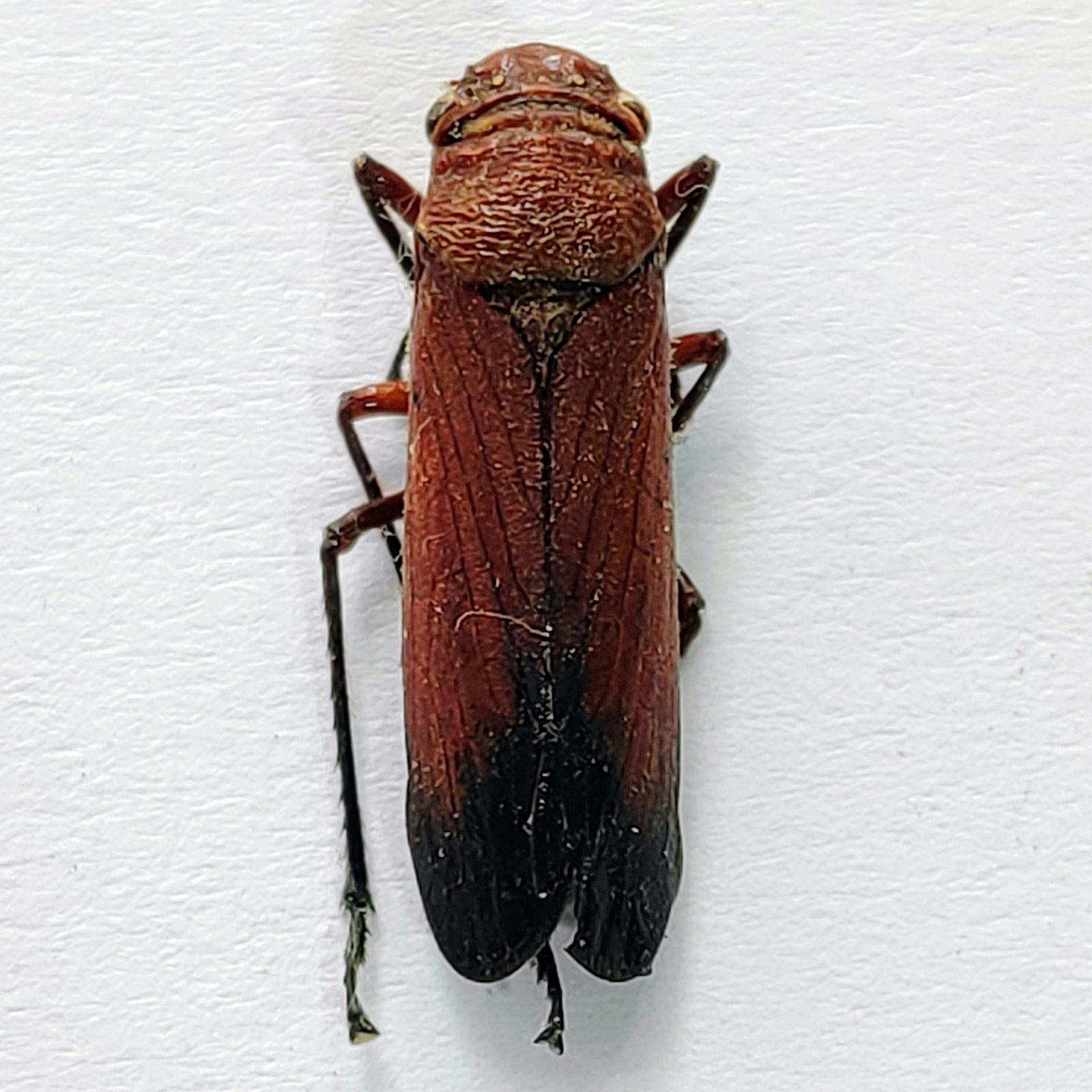 7 Cicadellidae - Image 3