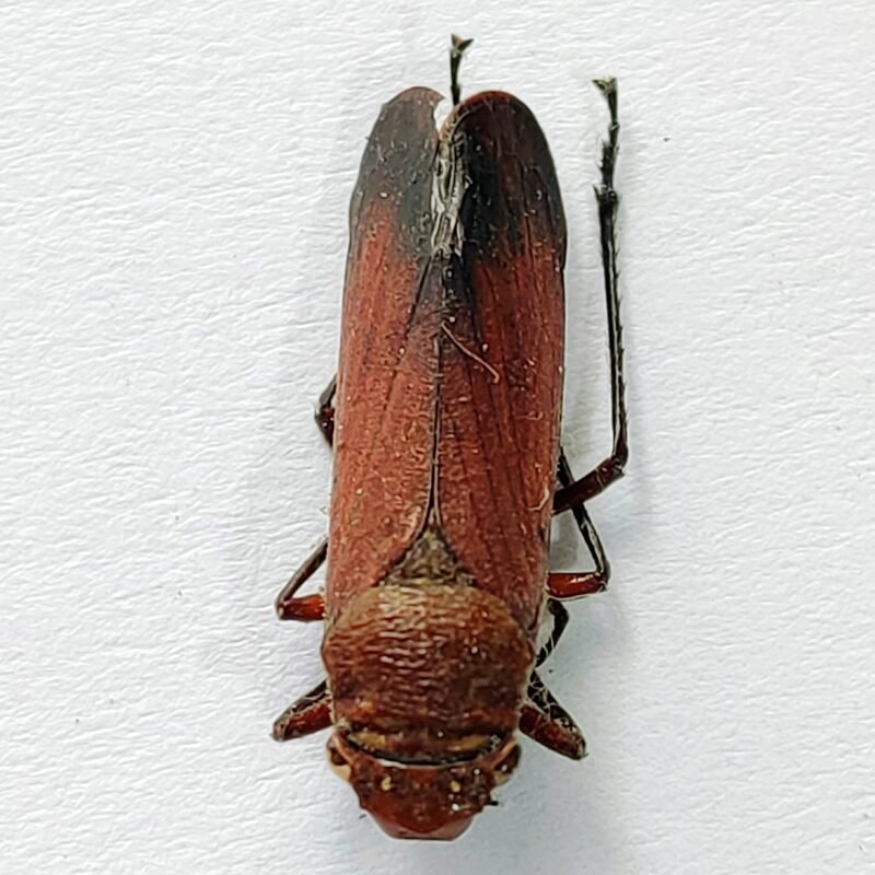 7 Cicadellidae