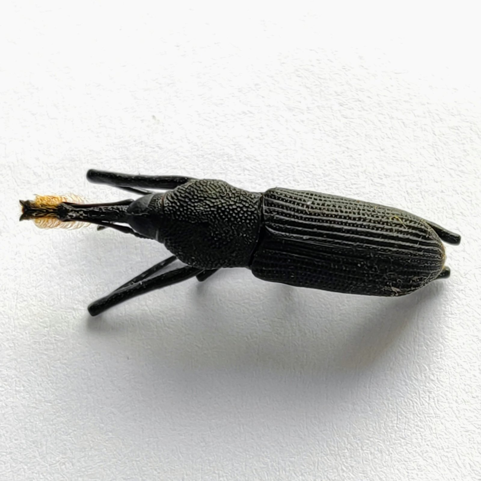 7 Curculionidae - Image 2