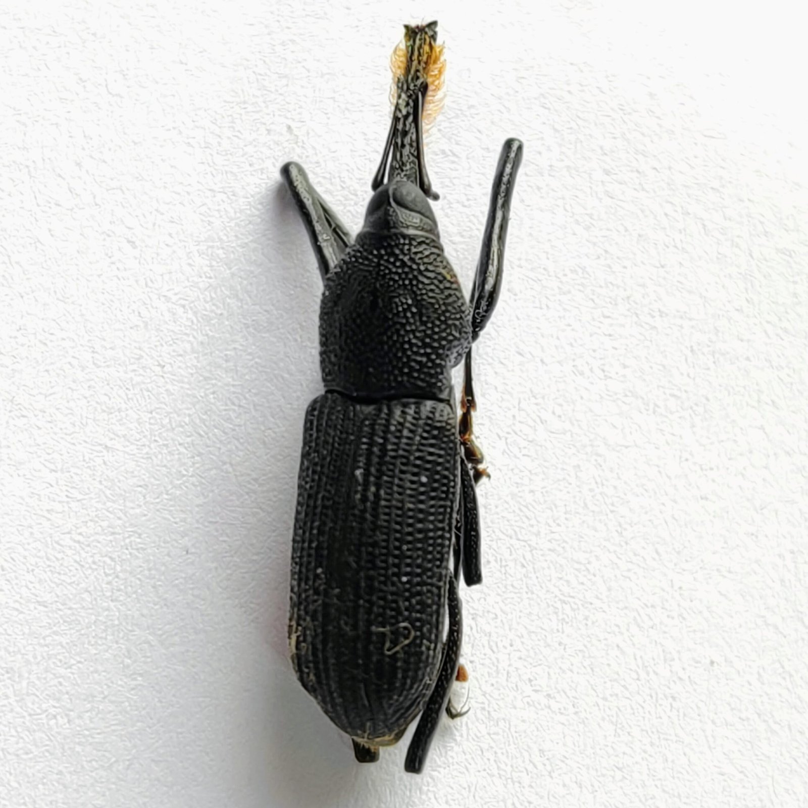 7 Curculionidae - Image 3