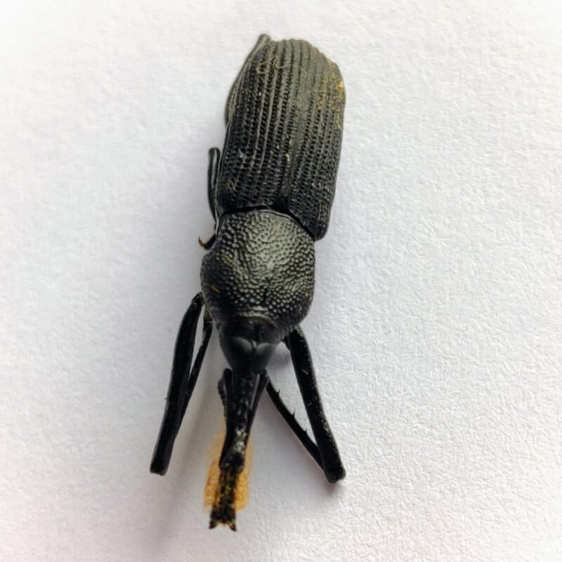 7 Curculionidae