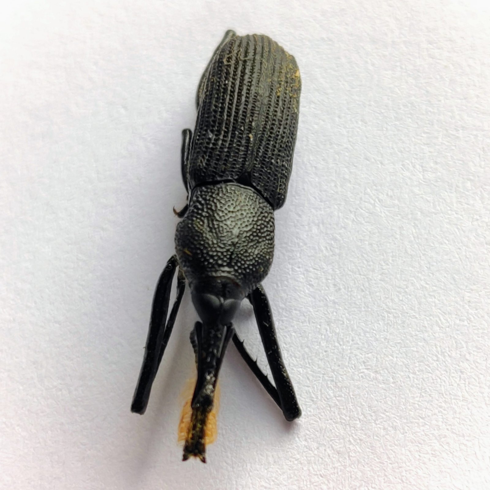 7 Curculionidae