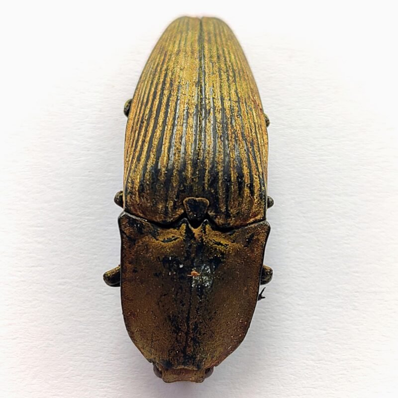 7 Elateridae