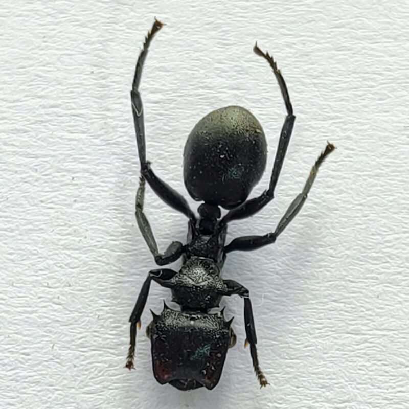 7 Formicidae