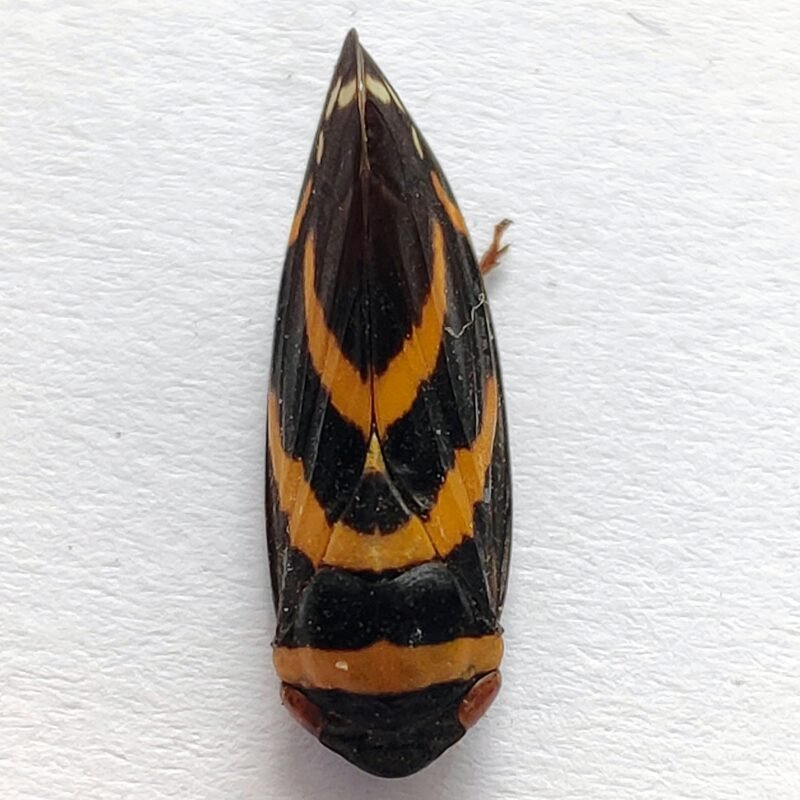 7 Fulgoridae