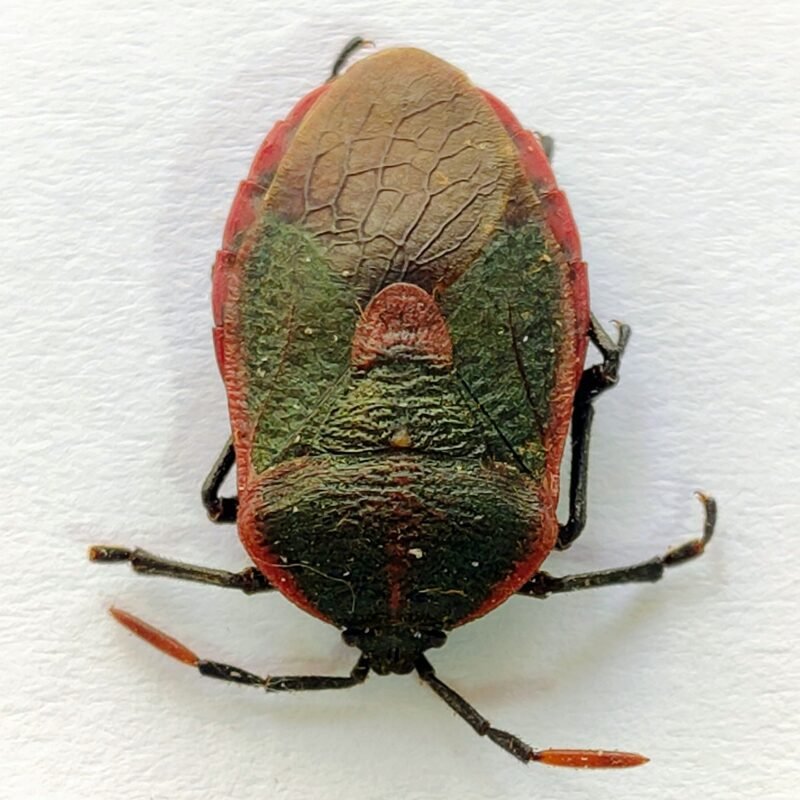 7 Pentatomidae