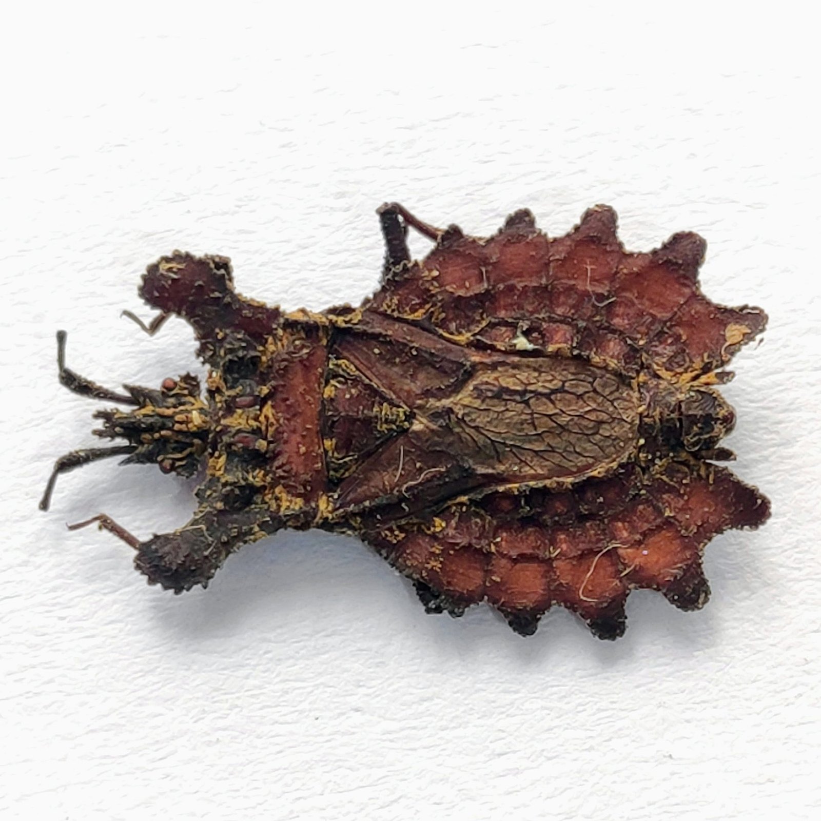 7 Reduviidae - Image 2