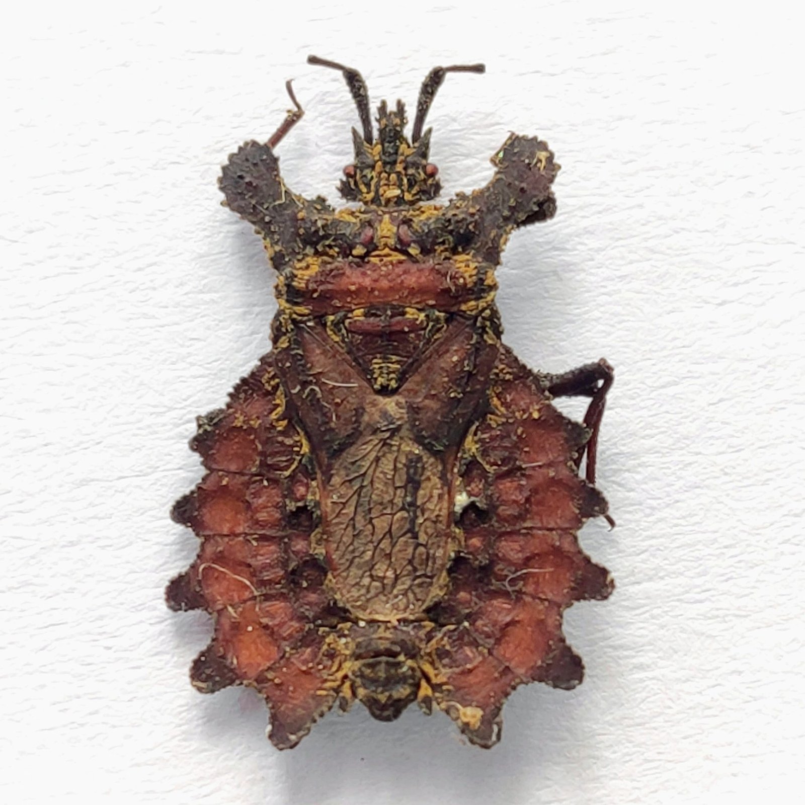 7 Reduviidae - Image 3