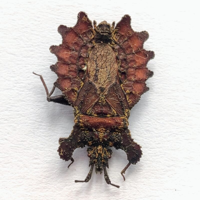 7 Reduviidae