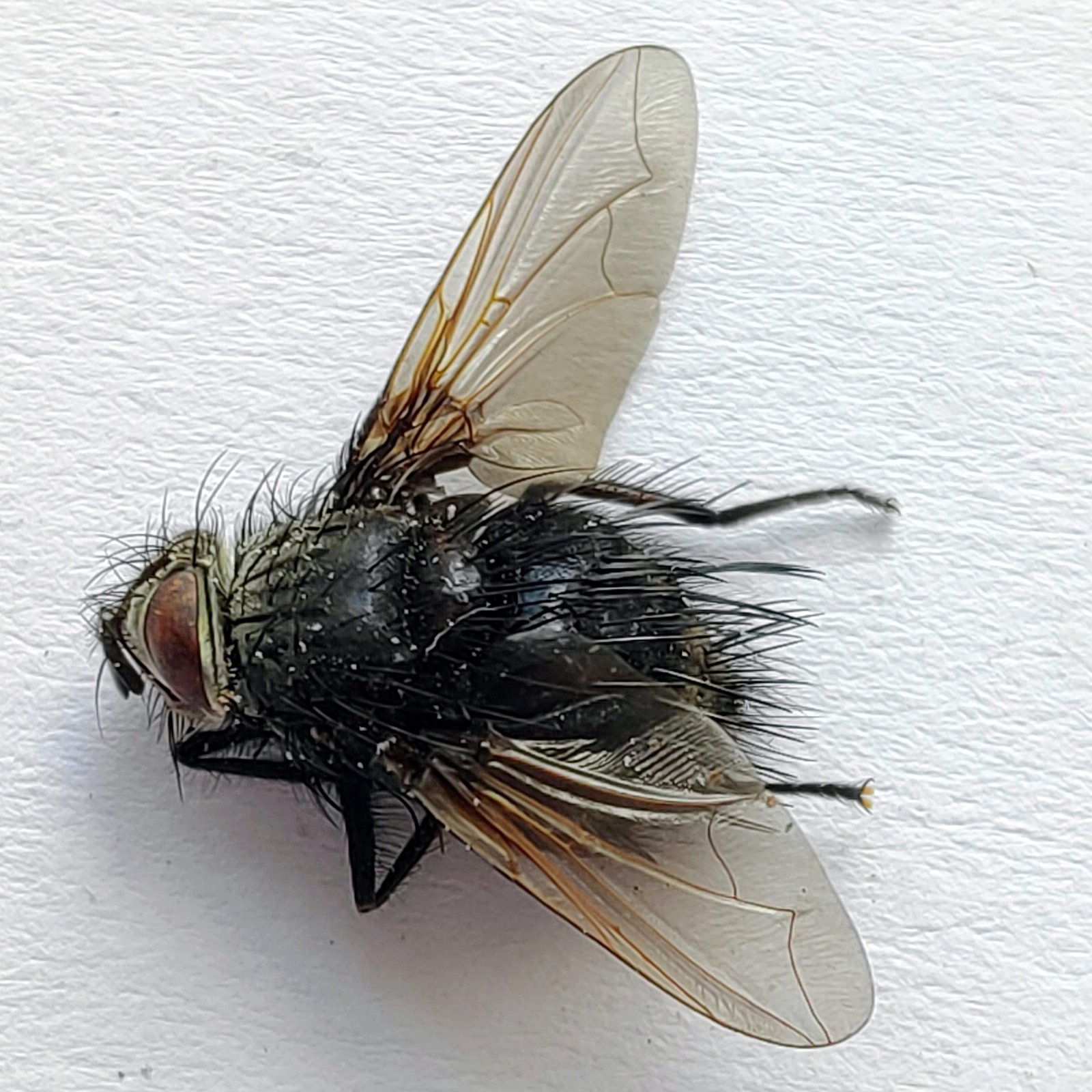 7 Tabanidae - Image 2