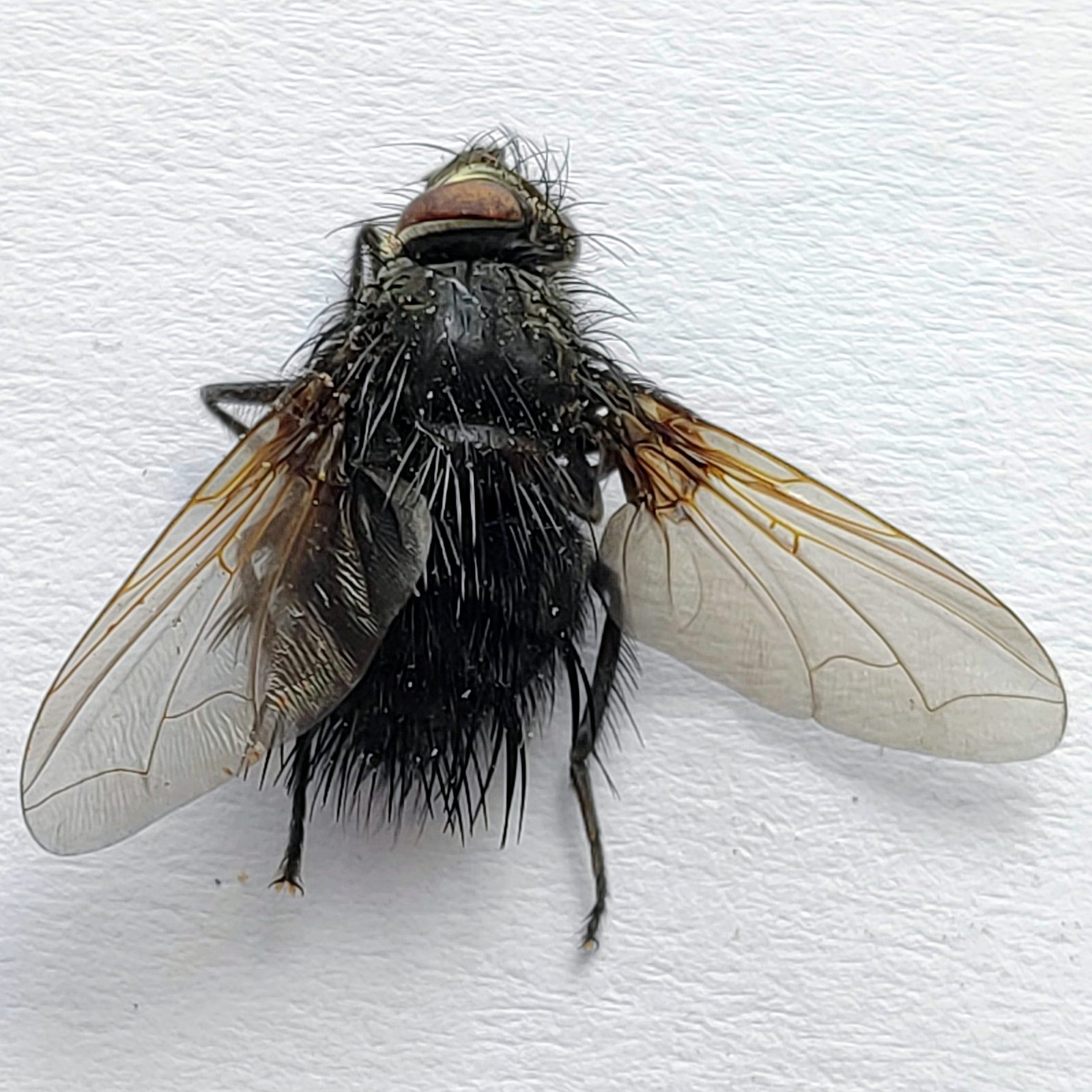 7 Tabanidae - Image 3