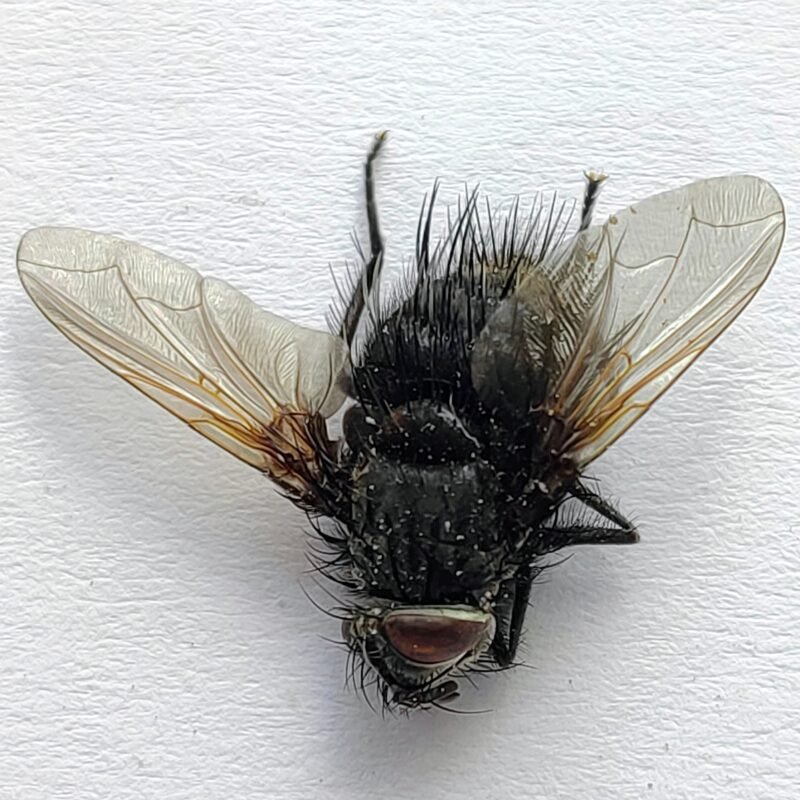 7 Tabanidae