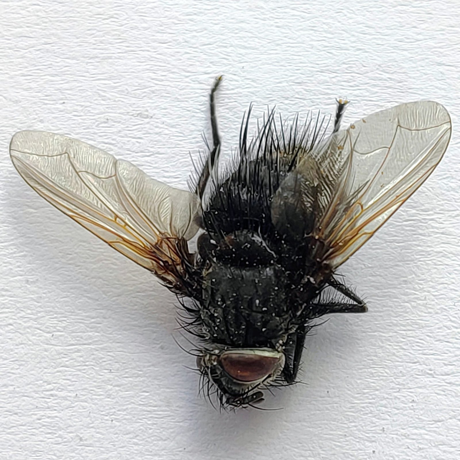 7 Tabanidae