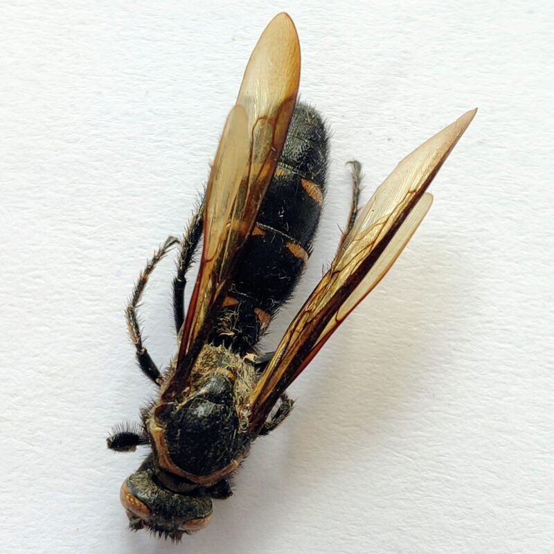7 Vespidae