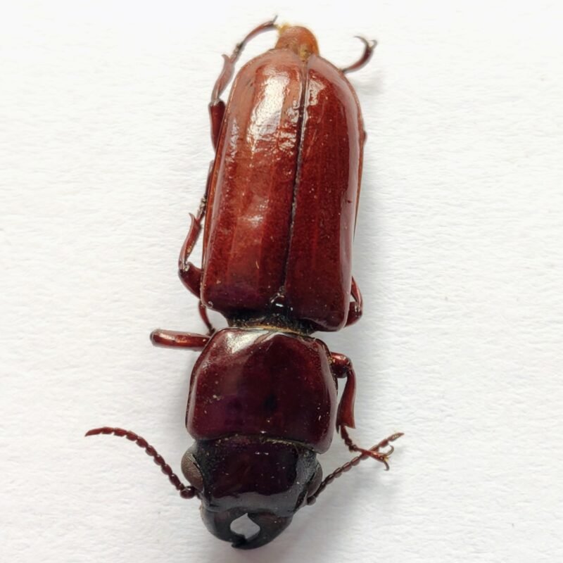 70 Cerambicidae