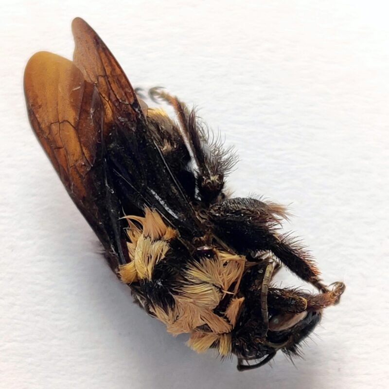 8 Apidae