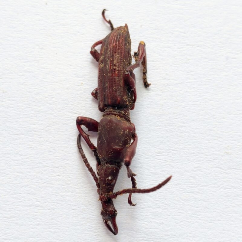 8 Brentidae