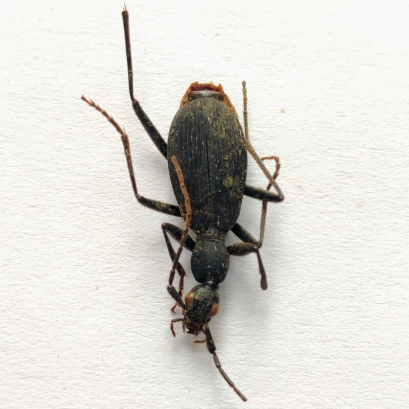 8 Carabidae