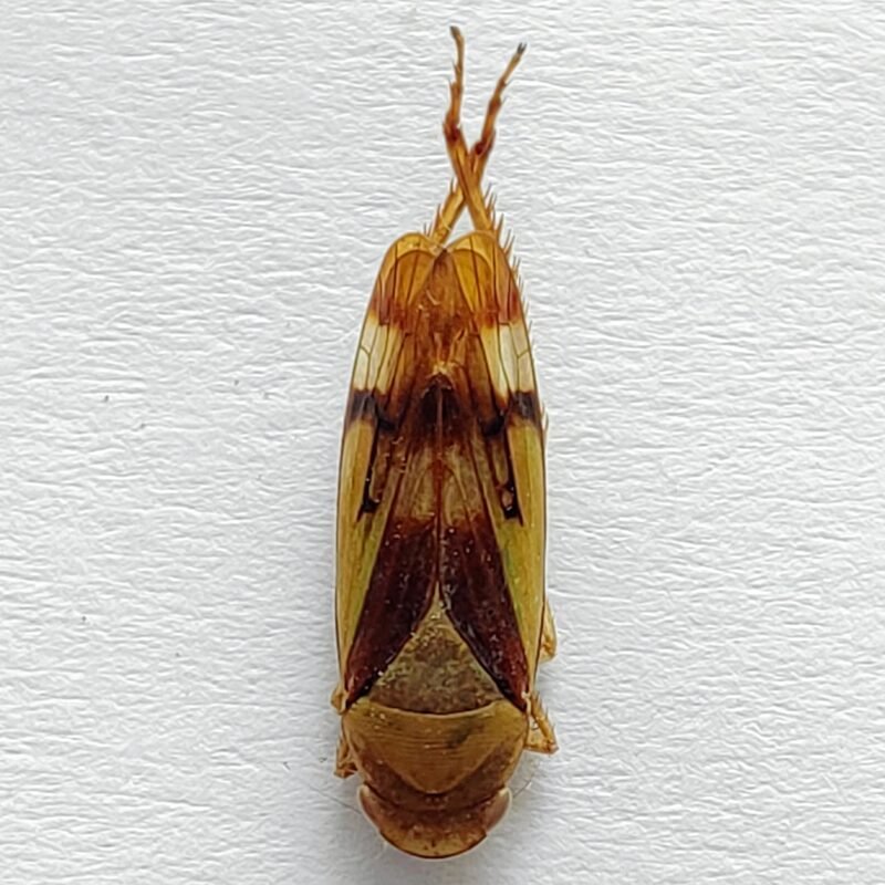 8 Cicadellidae