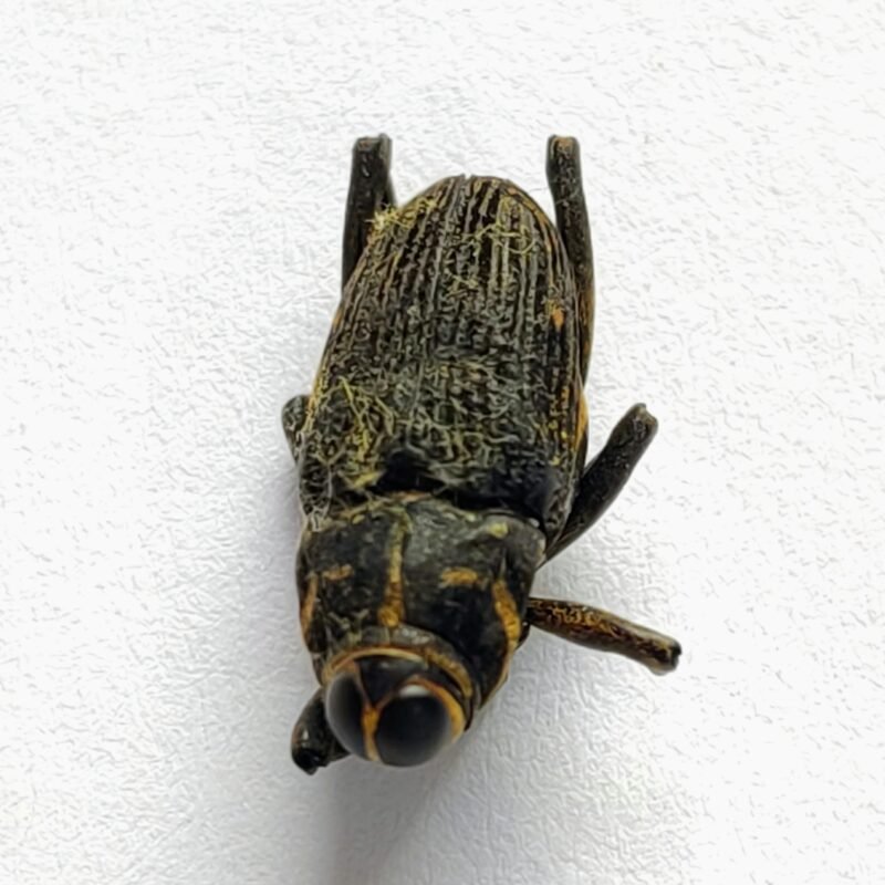 8 Curculionidae
