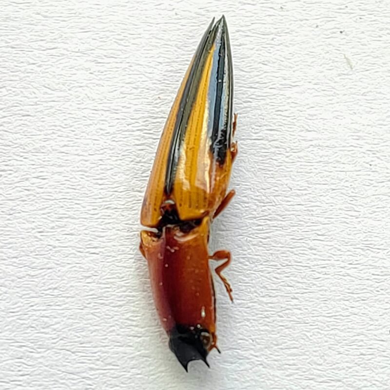 8 Elateridae