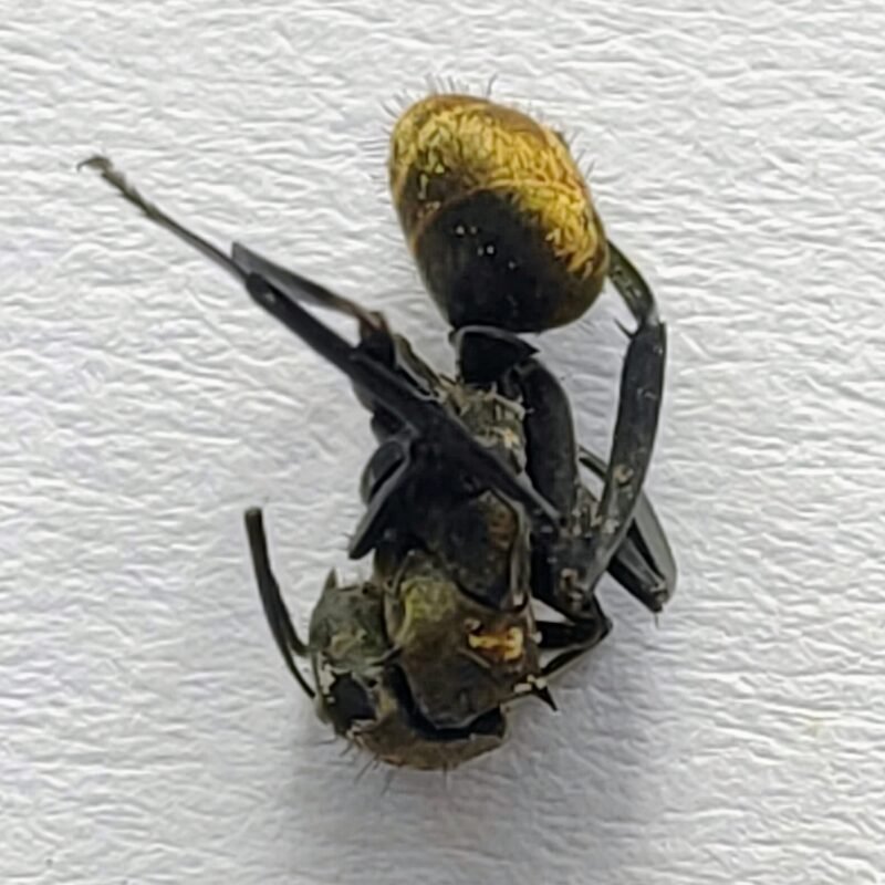 8 Formicidae