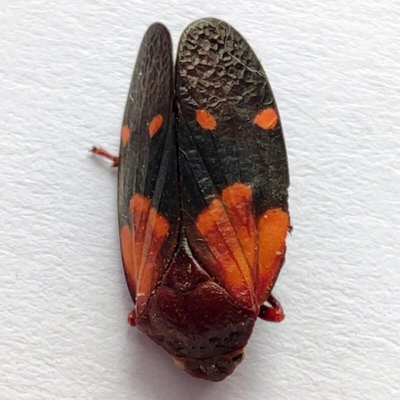 8 Fulgoridae