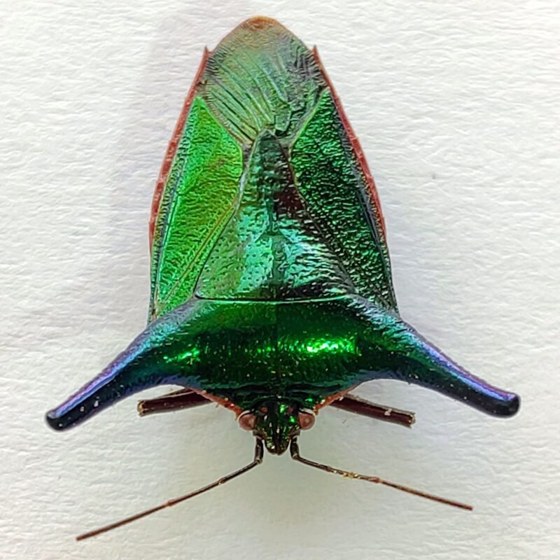 8 Pentatomidae