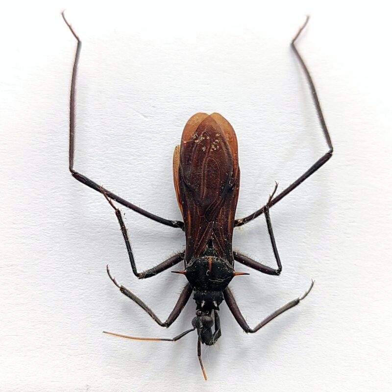 8 Reduviidae