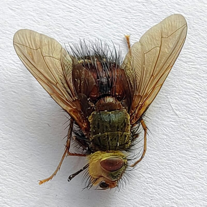 8 Tabanidae