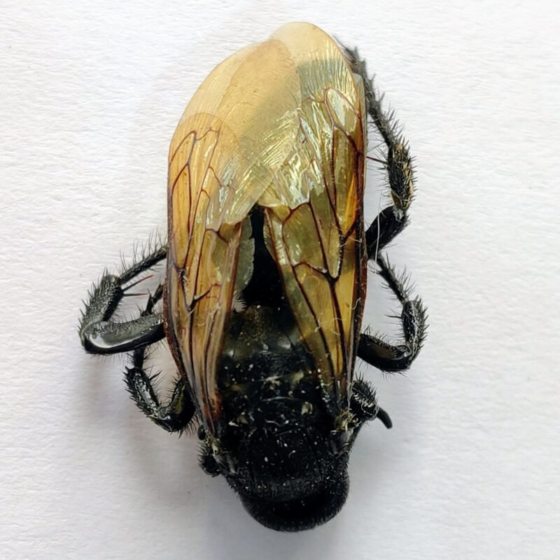 8 Vespidae