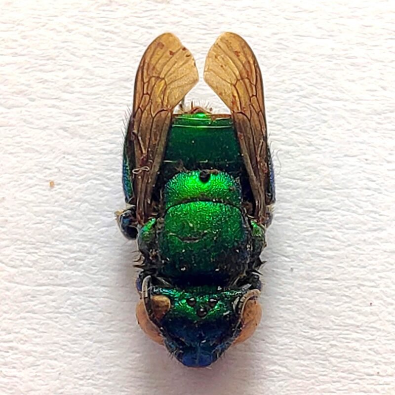 9 Apidae