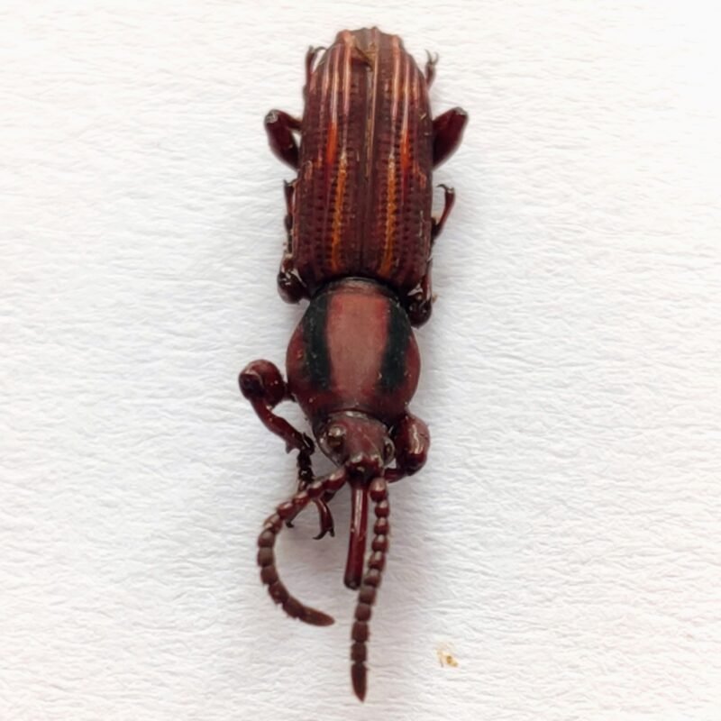 9 Brentidae