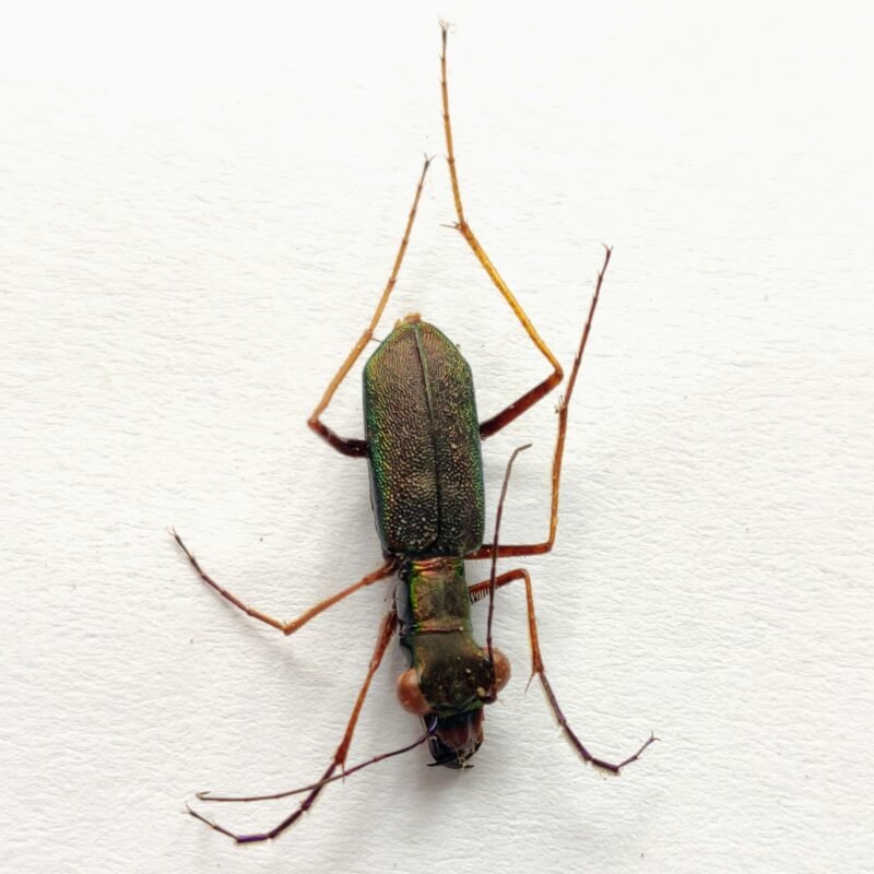 9 Carabidae
