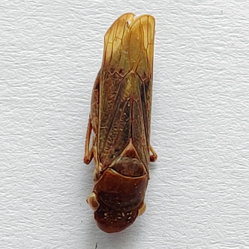 9 Cicadellidae