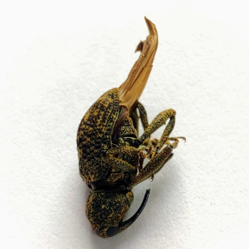 9 Curculionidae