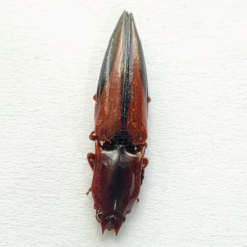 9 Elateridae