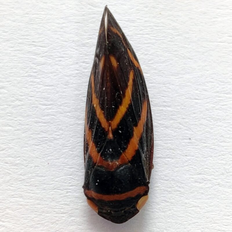 9 Fulgoridae