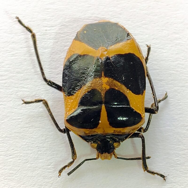 9 Pentatomidae