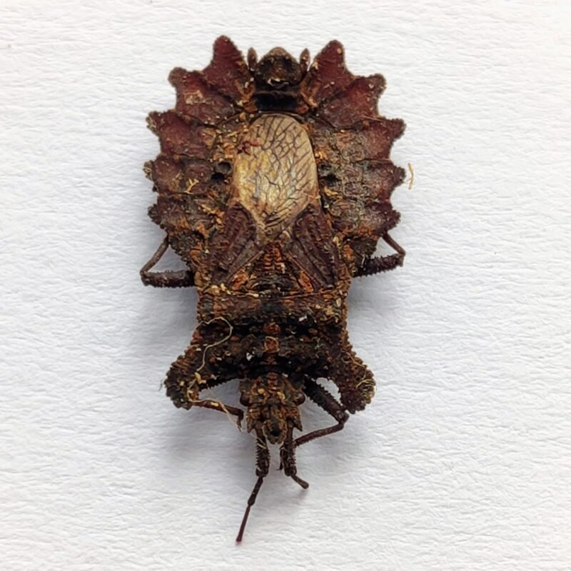 9 Reduviidae