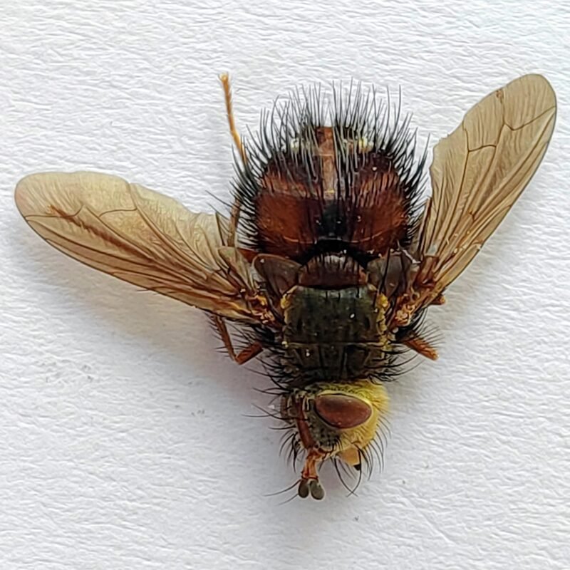 9 Tabanidae