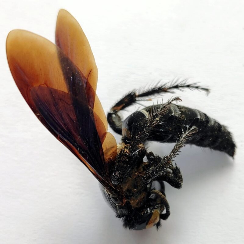 9 Vespidae
